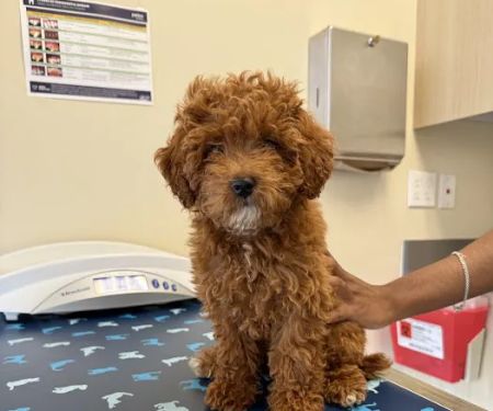 Vetco Total Care Animal Hospital