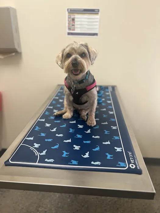 Vetco Total Care Animal Hospital Picture 6