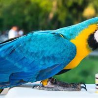 Carroll Gardens Veterinary Group ico