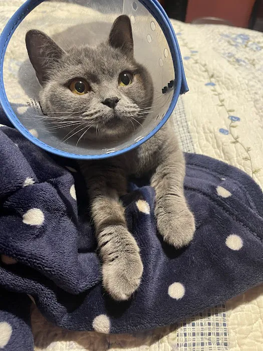 Fifth Avenue Veterinary Hospital Picture 1