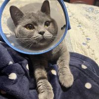 Fifth Avenue Veterinary Hospital ico