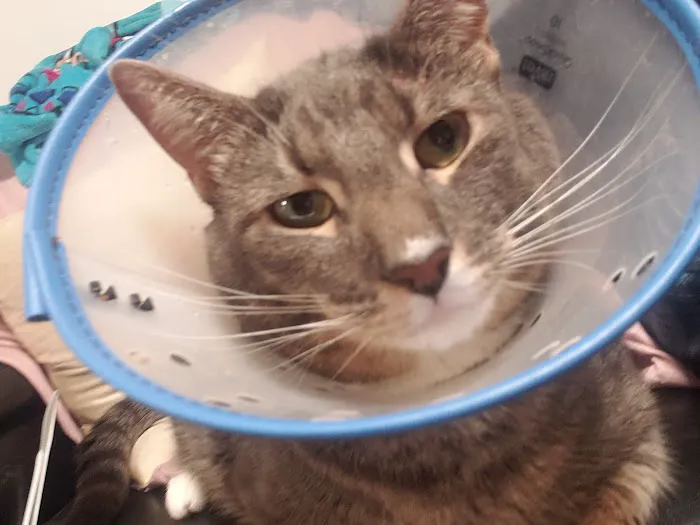 Fifth Avenue Veterinary Hospital Picture 7