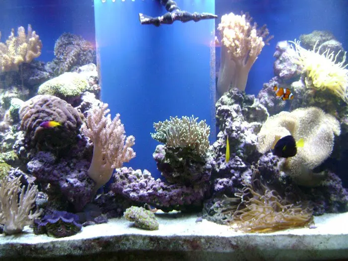 Blue Light Aquatics Picture 7