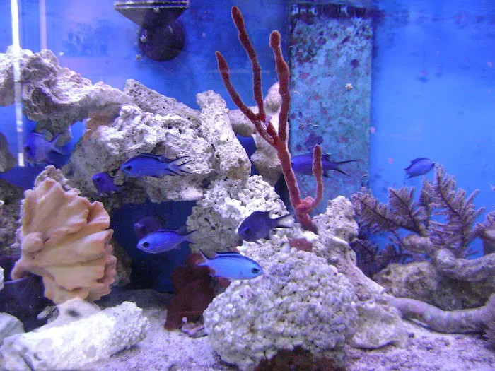 Blue Light Aquatics Picture 10