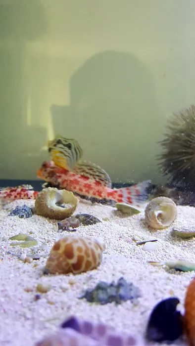 Blue Light Aquatics Picture 2