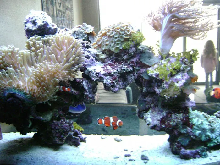 Blue Light Aquatics Picture 8