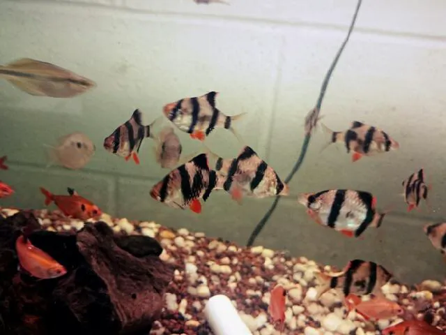 Blue Light Aquatics Picture 1