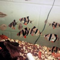 Blue Light Aquatics ico