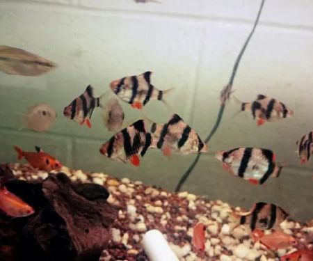 Blue Light Aquatics