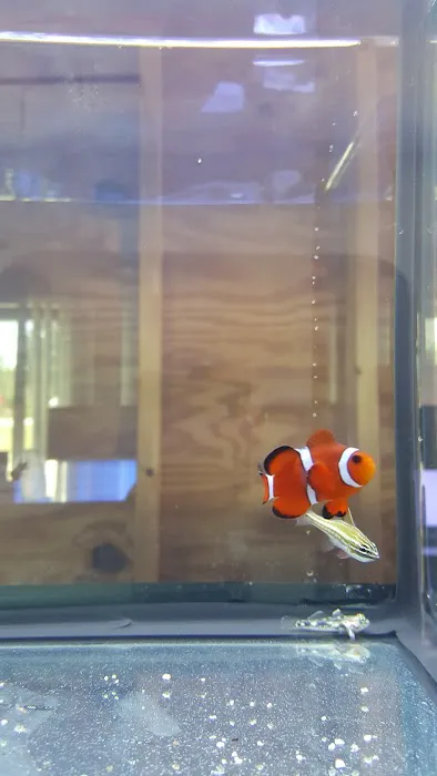 Blue Light Aquatics Picture 3