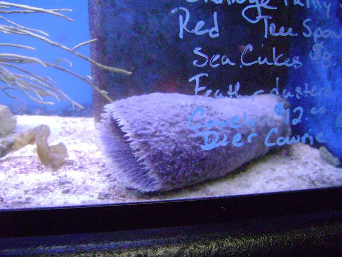 Blue Light Aquatics Picture 9