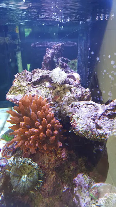 Blue Light Aquatics Picture 4