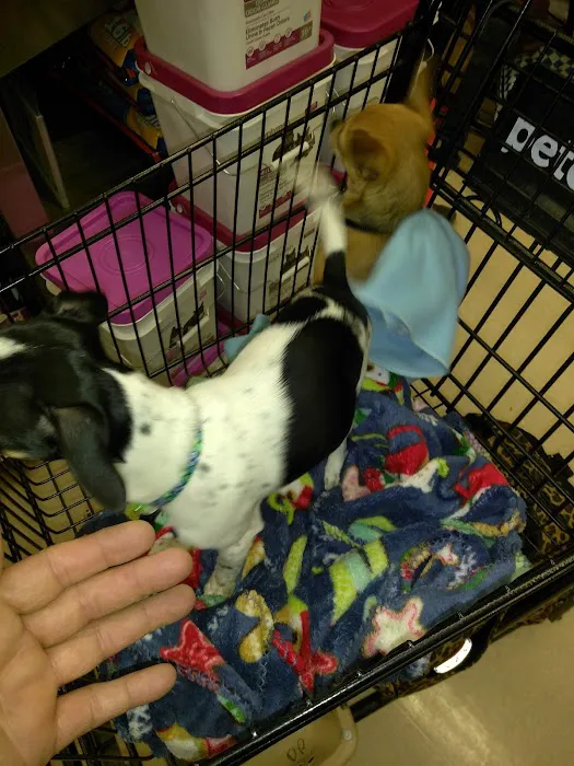 Petco Picture 2