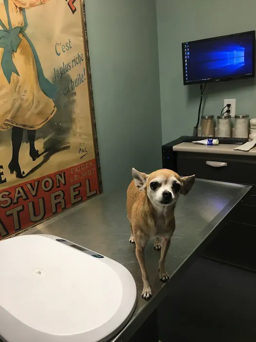 One Love Animal Hospital Bay Ridge Picture 7