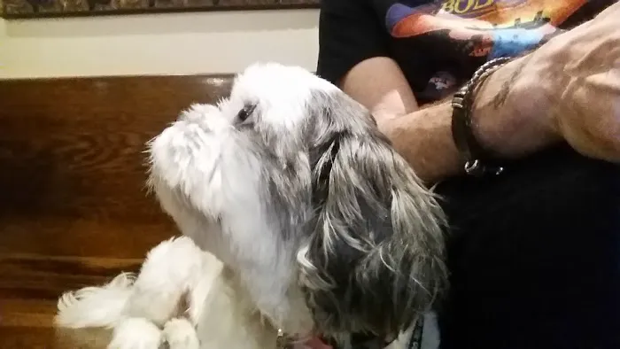 One Love Animal Hospital Bay Ridge Picture 6