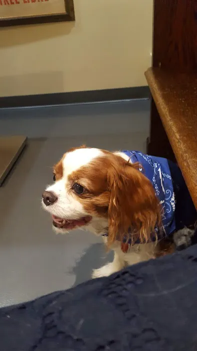 One Love Animal Hospital Bay Ridge Picture 4
