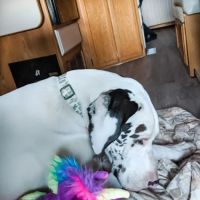 Petco ico