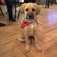 The Vet Set ico
