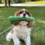 Loyal Companion