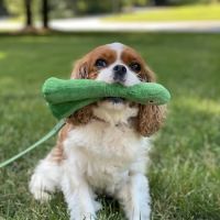Loyal Companion ico