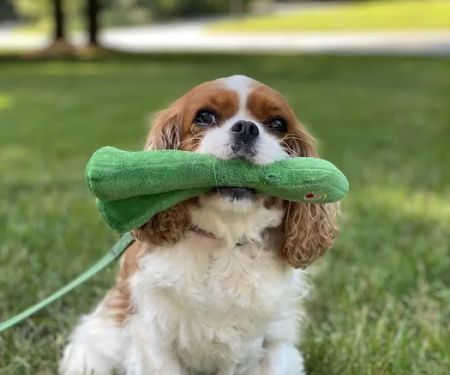 Loyal Companion
