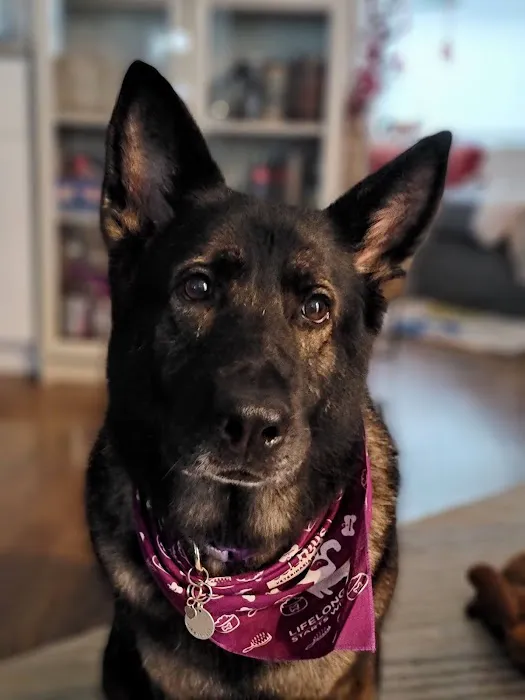 Loyal Companion Picture 3