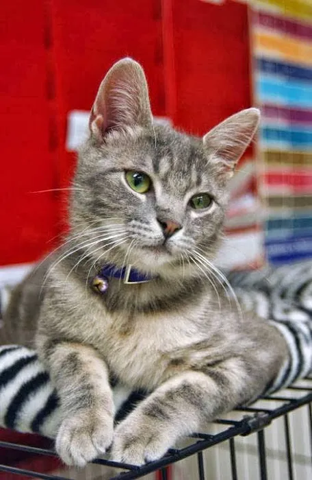 South Fork Animal Hospital Picture 8
