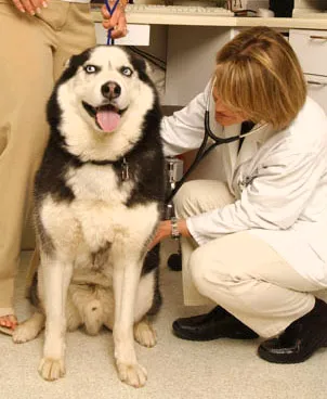 South Fork Animal Hospital Picture 5