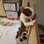 South Fork Animal Hospital