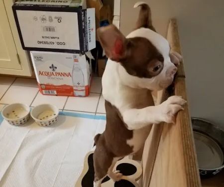 South Fork Animal Hospital