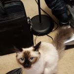 Blueberry Basket Cattery