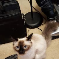 Blueberry Basket Cattery ico