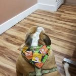 Veterinary Clinic-East Hampton
