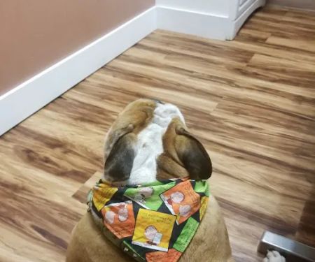 Veterinary Clinic-East Hampton