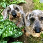 East Hampton Veterinary Group