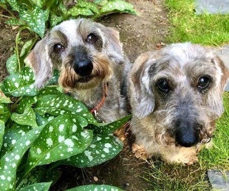 East Hampton Veterinary Group