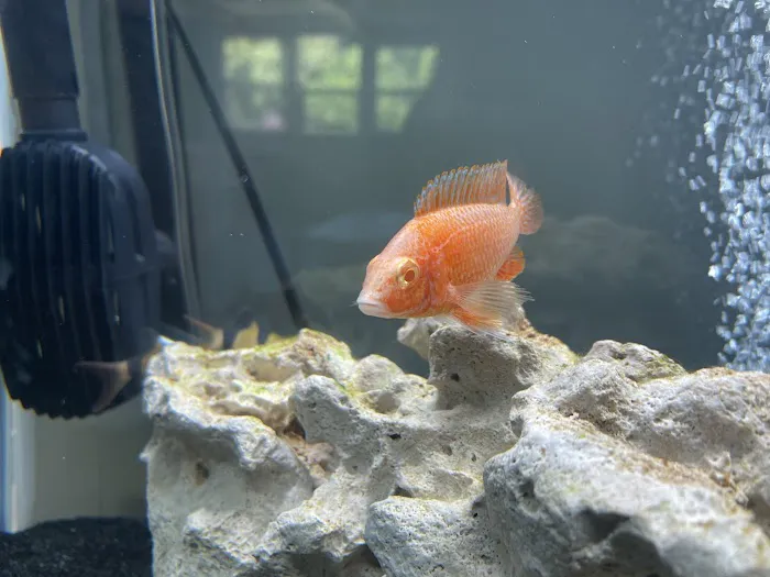 Little Rivers Aquatics Picture 2