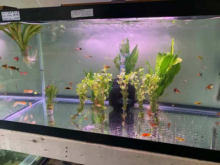 Little Rivers Aquatics Picture 1