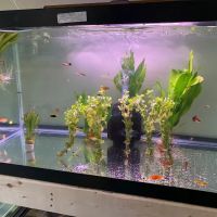 Little Rivers Aquatics ico