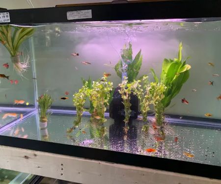 Little Rivers Aquatics