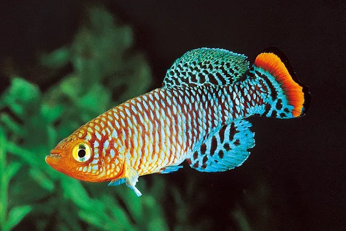 Little Rivers Aquatics Picture 6