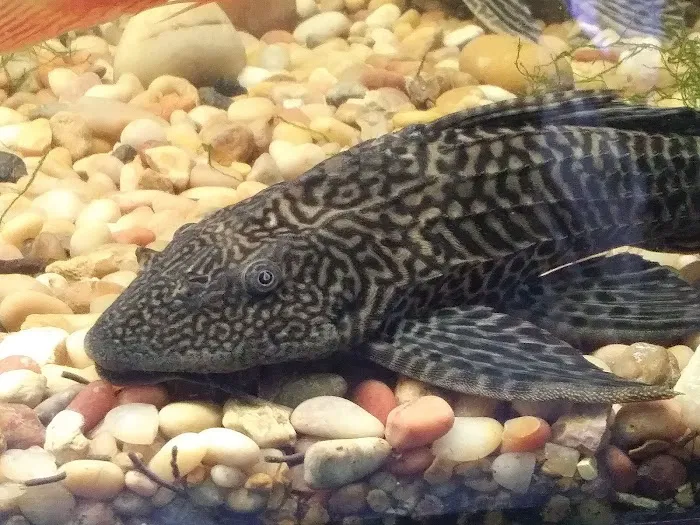 Animal Instincts Aquarium and Pet Center Picture 8