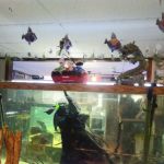Animal Instincts Aquarium and Pet Center