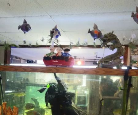 Animal Instincts Aquarium and Pet Center