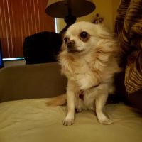 Armory Dog & Cat Hospital ico