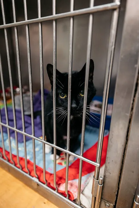 Armory Dog & Cat Hospital Picture 7