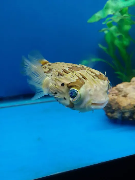 Fish Bowl Aquarium and Pet Mart Picture 1