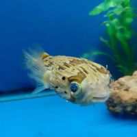 Fish Bowl Aquarium and Pet Mart ico