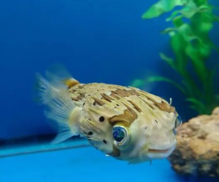 Fish Bowl Aquarium and Pet Mart