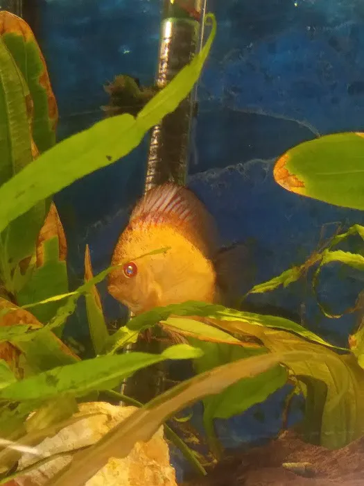 Fish Bowl Aquarium and Pet Mart Picture 4